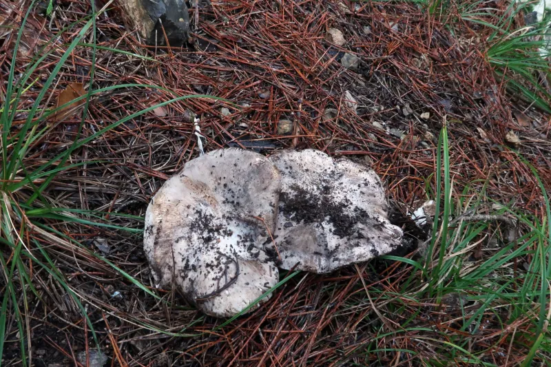 Boletopsis grisea 1 - IMG_2330